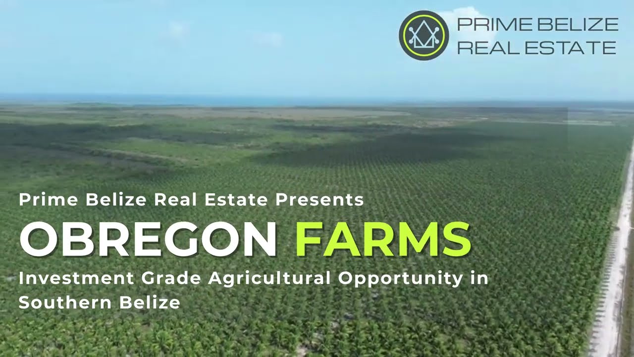 Obregon Coconut Company - Coconut Farm For Sale in Southern Belize